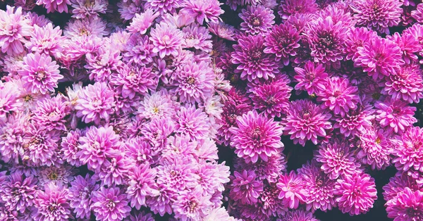 Chrysant bloemen als een prachtige herfst achtergrond. Vallen — Stockfoto