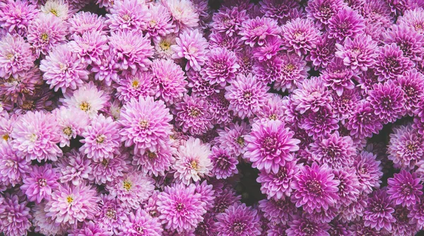 Chrysant bloemen als een prachtige herfst achtergrond. Vallen — Stockfoto