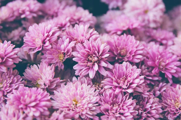 Chrysant bloemen als een prachtige herfst achtergrond. Vallen — Stockfoto