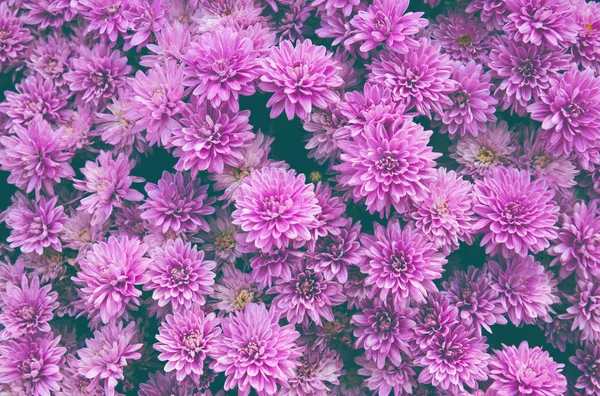 Chrysant bloemen als een prachtige herfst achtergrond. Vallen — Stockfoto