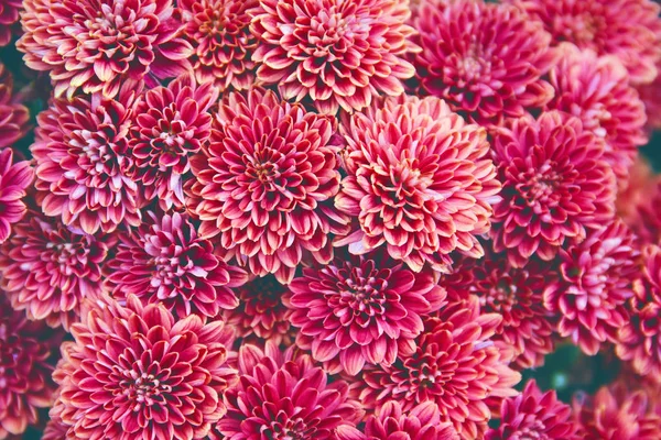 Chrysant bloemen als een prachtige herfst achtergrond. Vallen — Stockfoto