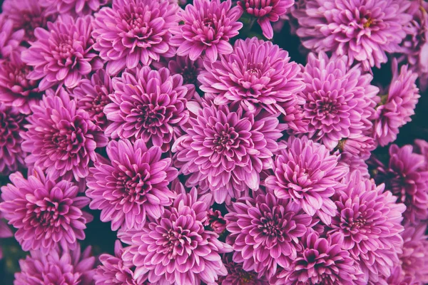 Kasımpatı çiçekleri güzel bir sonbahar arka planıdır. Düş.