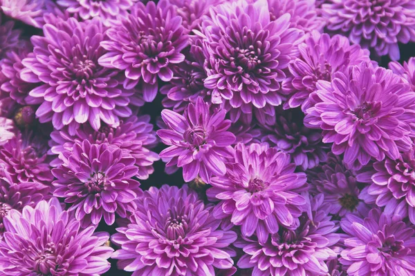 Kasımpatı çiçekleri güzel bir sonbahar arka planıdır. Düş.