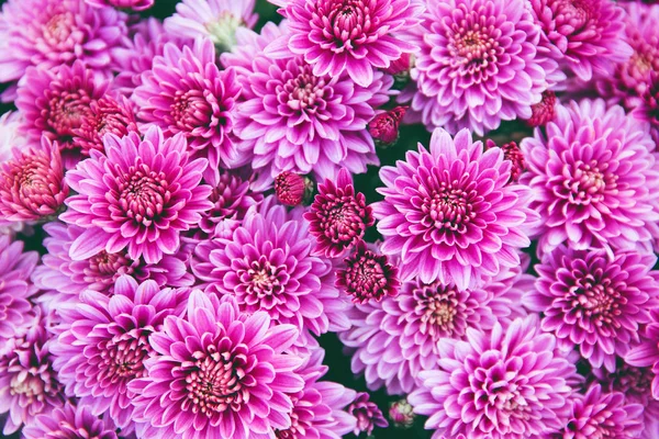 Chrysant bloemen als een prachtige herfst achtergrond. Vallen — Stockfoto