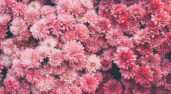 Chrysant bloemen als een prachtige herfst achtergrond. Vallen — Stockfoto