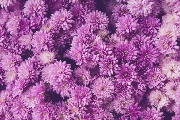 Цветки хризантемы как прекрасный осенний фон. Осень — стоковое фото