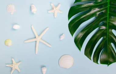 Pastel arka planda canavar yaprağı, deniz yıldızı ve deniz kabuğu içeren yaz kompozisyonu. Tatil ve seyahat konsepti. Soyut arkaplan