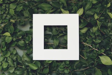 Yeşil yapraklı ve beyaz çerçeveli soyut kompozisyon. Mevsimlik kartlar, bloglar, web tasarımı için yaratıcı doğa düzeni. Düz yatıyordu. Boşluğu kopyala