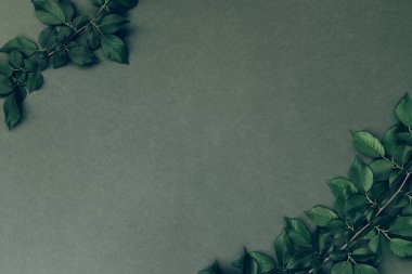 Yeşil yapraklı soyut kompozisyon. Yaratıcı doğa düzeni. Düz yatıyordu. Boşluğu kopyala