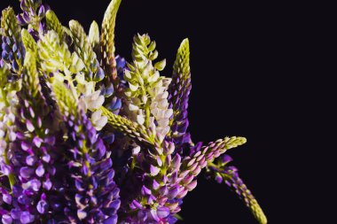 Violet lupin çiçekleri mevsimlik kartlar, bloglar, posterler ve web tasarımı için güzel bir çiçek arkaplanı olarak kapanıyor. Seçici odak