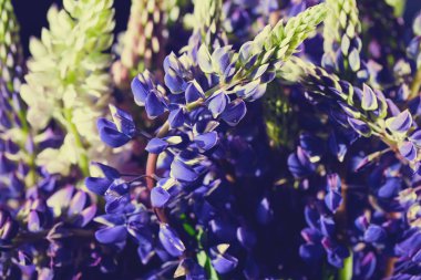 Violet lupin çiçekleri mevsimlik kartlar, bloglar, posterler ve web tasarımı için güzel bir çiçek arkaplanı olarak kapanıyor. Seçici odak