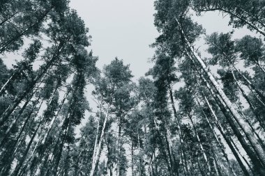 Ormandaki zarif çam ağaçları. Posterler, bloglar ve web tasarımı için doğa arka planı. Siyah ve beyaz