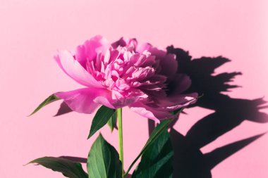 Peony flower in sun light on pastel background close up. Creative layout.  Flat lay. Nature concept