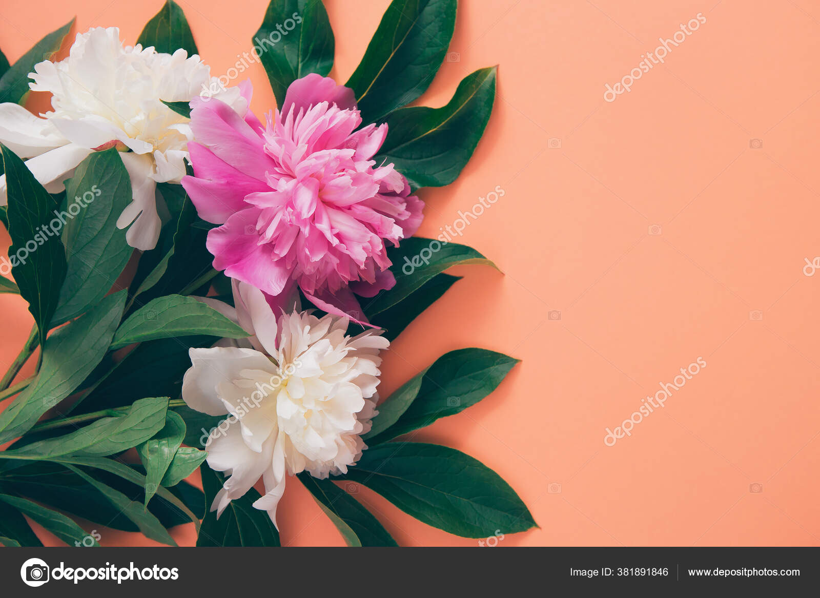 Mise Page Creative Faite Fleurs Pivoine Blanches Roses Sur Fond Photographie Androlia C Mise Page Creative Faite Fleurs Pivoine Blanches Roses Sur Fond Photographie Androlia C