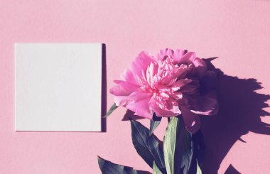 Pastel arka planda beyaz boş yazı için pembe şakayık çiçeği. Mevsimlik kartlar, bloglar ve web tasarımı için doğal çiçek arkaplanı