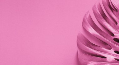 Renkli arka planda canavar yaprağı. Doğa konsepti. Asgari tarz kompozisyon. Düz yatıyordu. Üst Manzara. Uzayı kopyala. Ton etkisi