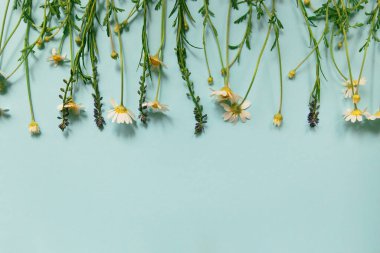 Meadow çiçekleri pastel mavi arka planda bir çerçeve olarak yatar. Mevsimlik kartlar, bloglar, web tasarımı için yaratıcı doğa düzeni. Üst görünüm, boşluğu kopyala. Düz yatıyordu