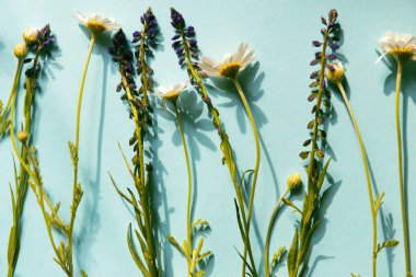 Pastel arka planda çayır çiçekleri. Mevsimlik kartlar, bloglar, web tasarımı için yaratıcı doğa düzeni. Üst görünüm, boşluğu kopyala. Düz yatıyordu. Seçici odak