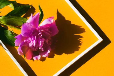 Renkli arka planda beyaz çerçeveli pembe şakayık çiçeğinden yapılmış yaratıcı bir düzen. Düz yatıyordu. Doğa konsepti