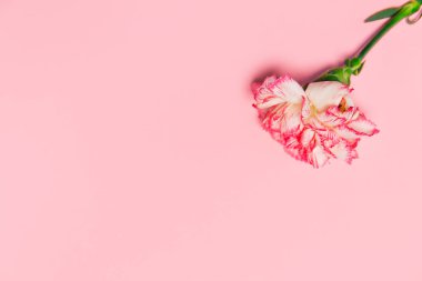 Pembe pastel arka planda rengarenk karanfil çiçeğinden yapılmış yaratıcı bir düzen. Uzayı kopyala Düz yatıyordu. Doğa konsepti