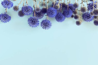 Pastel arka planda bir çerçeve gibi uzanan güzel eryngium çiçekleri. Doğa konsepti. Seçici odaklanma. Düz yatıyordu. Üst Manzara. Boşluğu kopyala.