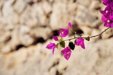 Çiçek açan begonviller eski taş duvarın yanında. Mevsimlik kartlar, bloglar, web tasarımı için güzel bir doğa geçmişi. Seçici odak