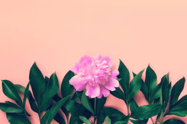 Pastel arka planda pembe şakayık çiçeğinden yapılmış yaratıcı bir düzen. Uzayı kopyala Düz yatıyordu. Doğa konsepti