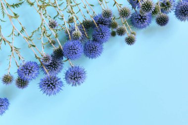Pastel arka planda bir çerçeve gibi uzanan güzel eryngium çiçekleri. Doğa konsepti. Seçici odaklanma. Düz yatıyordu. Üst Manzara. Boşluğu kopyala.