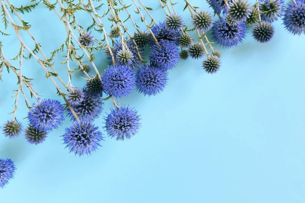 Lindas Flores Eríngio Que Encontram Como Uma Moldura Fundo Pastel — Fotografia de Stock