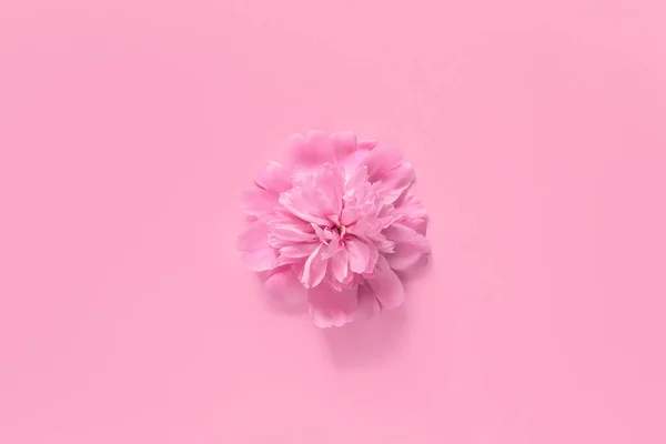 Rosa Peônia Flor Fechar Fundo Colorido Composição Estilo Mínimo Deitado — Fotografia de Stock