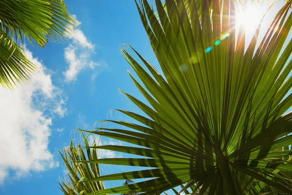 Palmiye ağaçları yaprakların arasından görünen güneş ışığıyla kapanır. Posterler, bloglar, web tasarımı için güzel bir doğa fırını. Yaz tatili kavramı