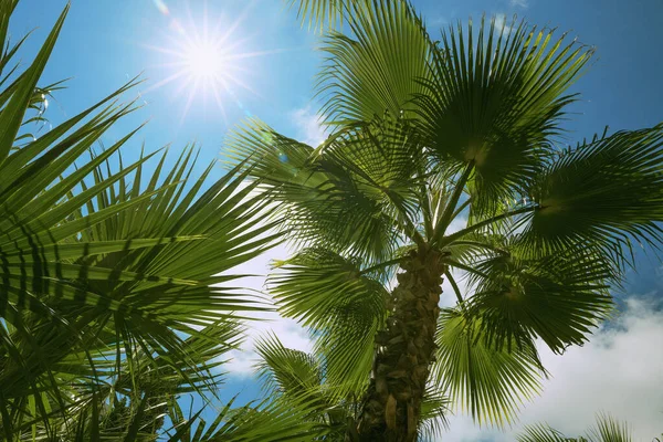 Palmiye ağaçları yaprakların arasından görünen güneş ışığıyla kapanır. Posterler, bloglar, web tasarımı için güzel bir doğa fırını. Yaz tatili kavramı