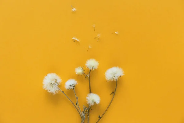 Renkli arka planda kurumuş karahindiba çiçekleri. Doğa konsepti. Sonbahar teması. Asgari düzeyde. Moda renkleri. Üst Manzara. Düz yatıyordu. Uzayı kopyala Seçici odak