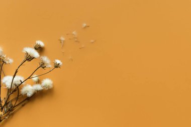 Renkli arka planda kurumuş karahindiba çiçekleri. Doğa konsepti arka plan. Süper manzara. Düz yatıyordu. Uzayı kopyala Seçici odak