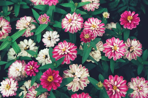 Zinnia Fleurs Rapprochent Comme Beau Fond Automne Automne Thème Concept — Photo