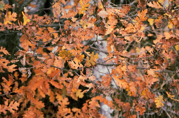 Eikenbladeren Het Herfstpark Herfst Concept Natuur Achtergrond Selectieve Focus — Stockfoto