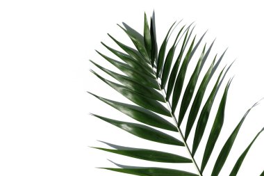 Beyaz bir arka plan üzerinde tropikal palmiye ağacının yaprakları.