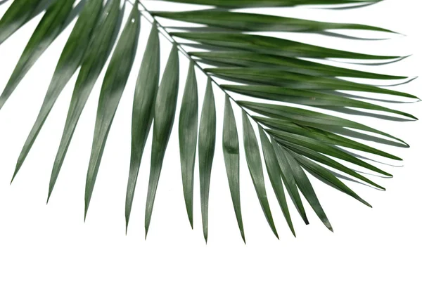 Tropical Palm Tree Leaves White Background — Stock Photo, Image