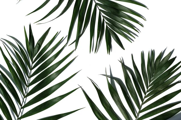 Tropická Palma Listy Bílém Pozadí — Stock fotografie