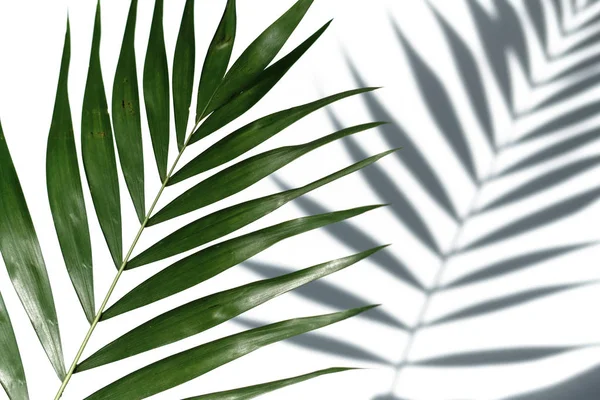 Тропічні Листя Пальми Білому Тлі — стокове фото