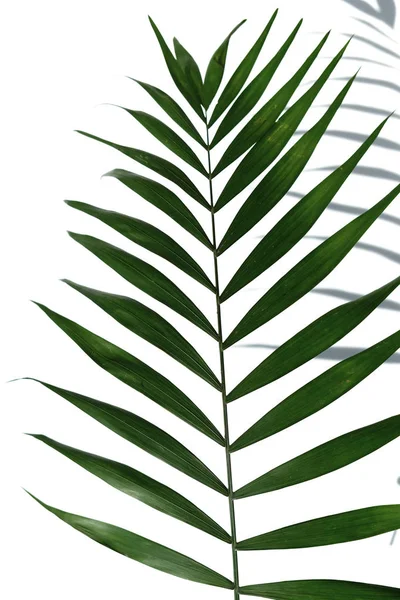 Тропічні Листя Пальми Білому Тлі — стокове фото