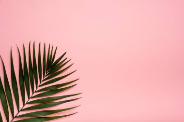 Trendy Yaz tropikal, pembe arka plan bırakır. Yaz parlak renk. En az stili.