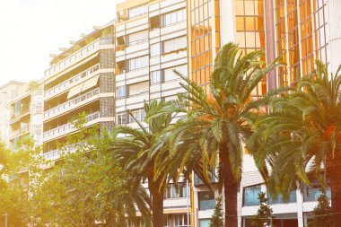 Palmiye ağaçları güneşli İspanya sokaklarda.