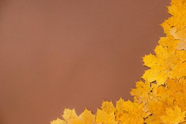 Portre renkli sonbahar akçaağaç çerçevesinde bırakır