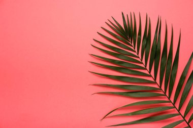 Trendy Yaz tropikal, pembe arka plan bırakır. Yaz parlak renk. En az stili.