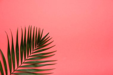 Trendy Yaz tropikal, pembe arka plan bırakır. Yaz parlak renk. En az stili.