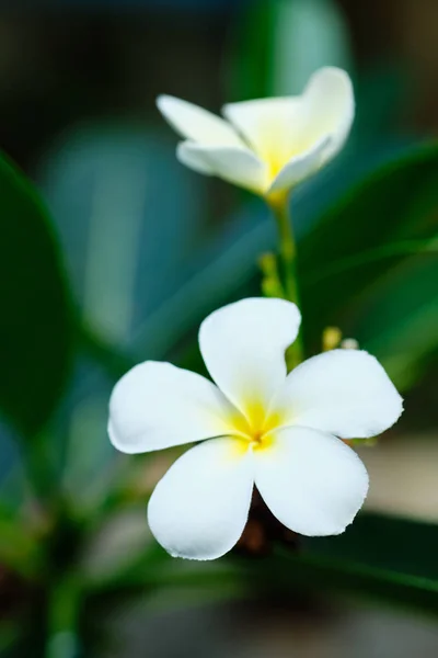 Frangipani Beyaz Tropikal Aroma Çiçeği Ağacı. Plumeria Çiçeği — Stok fotoğraf