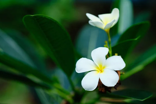 Frangipani White Tropical Aroma Flower Tree. Blütezeit der Plumeria — Stockfoto