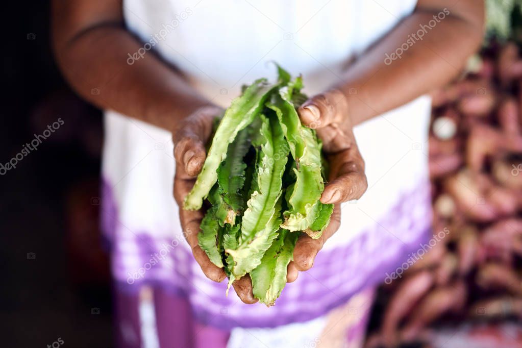 Farmer Hold Fresh Green Psophocarpus Pods in Hand