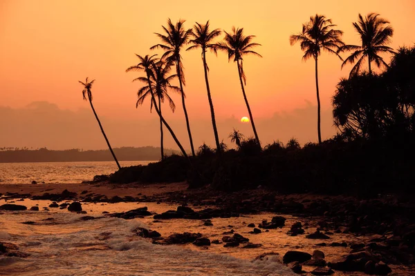 Тропічний оранжевий сонячний сад Палм Силует. Пляж Шрі - Ланка — стокове фото